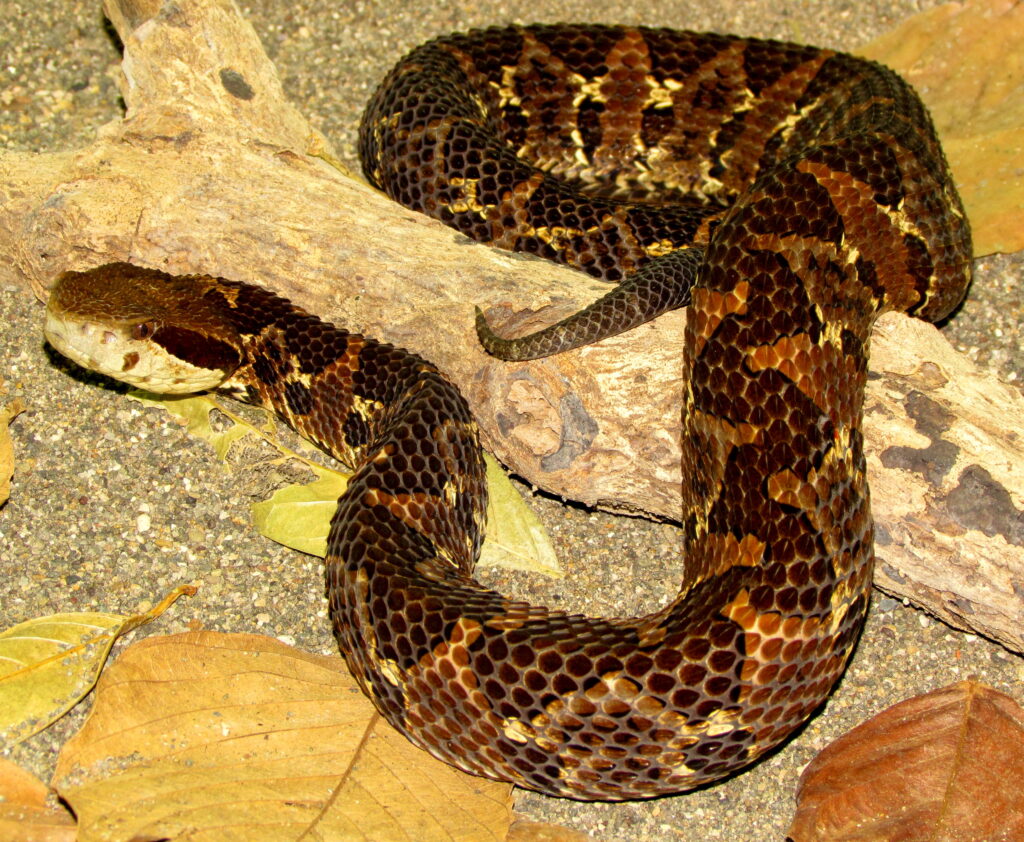 Serpiente Mano De Piedra Costarricense Serpientes De Costa Rica