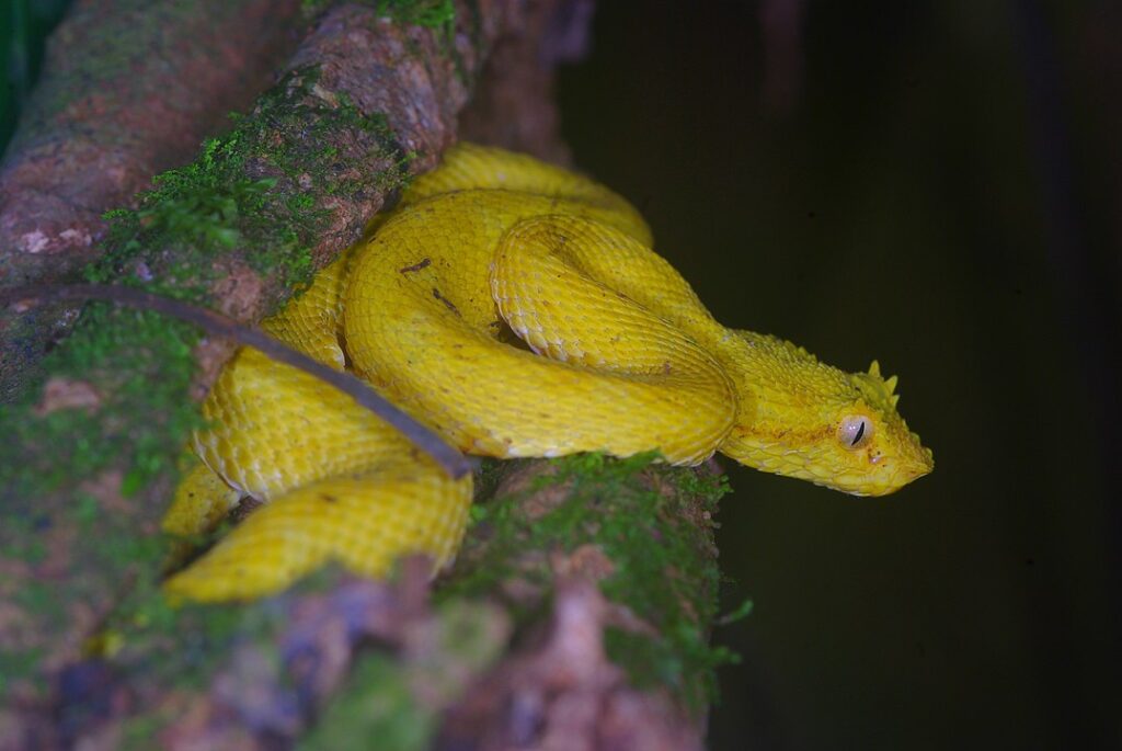 Serpiente-Bocaraca-oropel