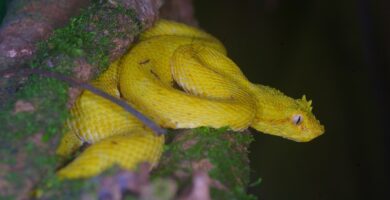 Serpiente-Bocaraca-oropel