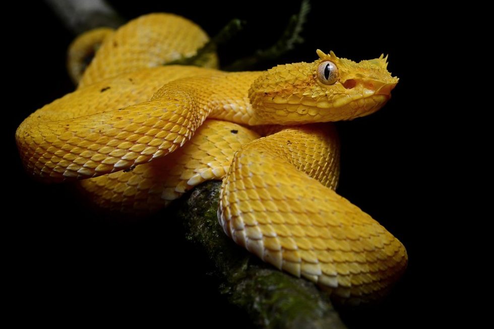 Serpiente Terciopelo Serpientes De Costa Rica