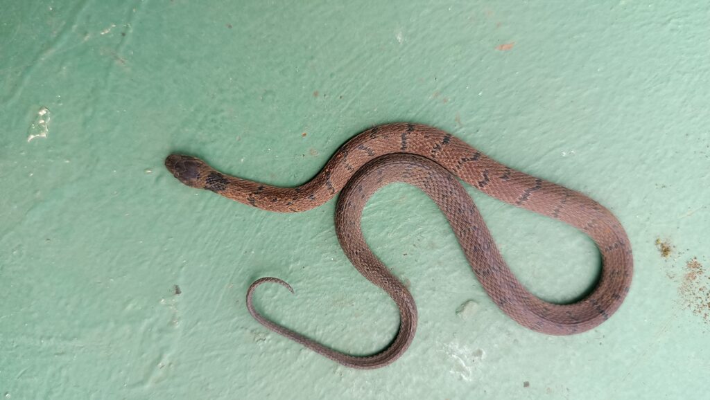 Culebra de cafetal bandeada - Palmares Alajuela