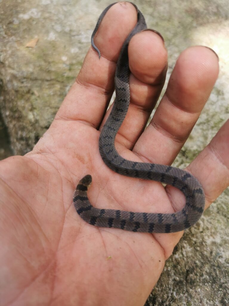 Culebra De Cafetal - Serpientes De Costa Rica