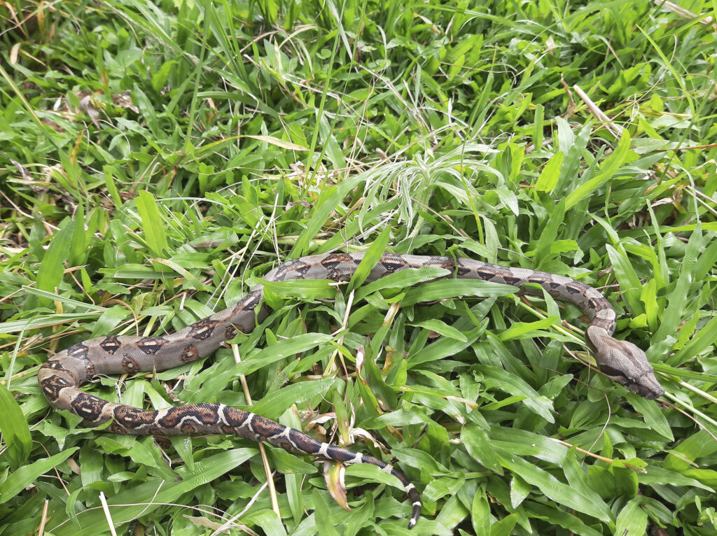 Serpiente Bécquer - Boa Imperator juvenil Naranjo-Alajuela