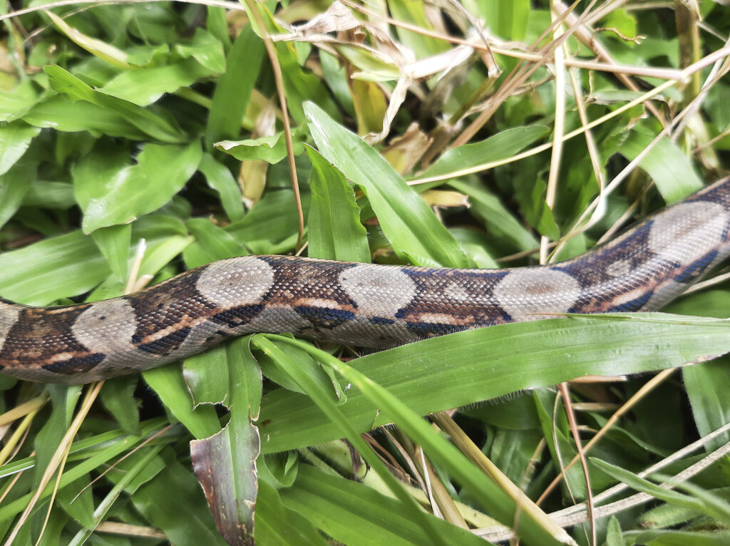Serpiente Bécquer- Patrón Dorsal (Boa Imperator) juvenil Naranjo-Alajuela