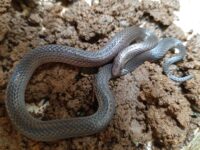 Culebra De Tierra Común - Serpientes De Costa Rica