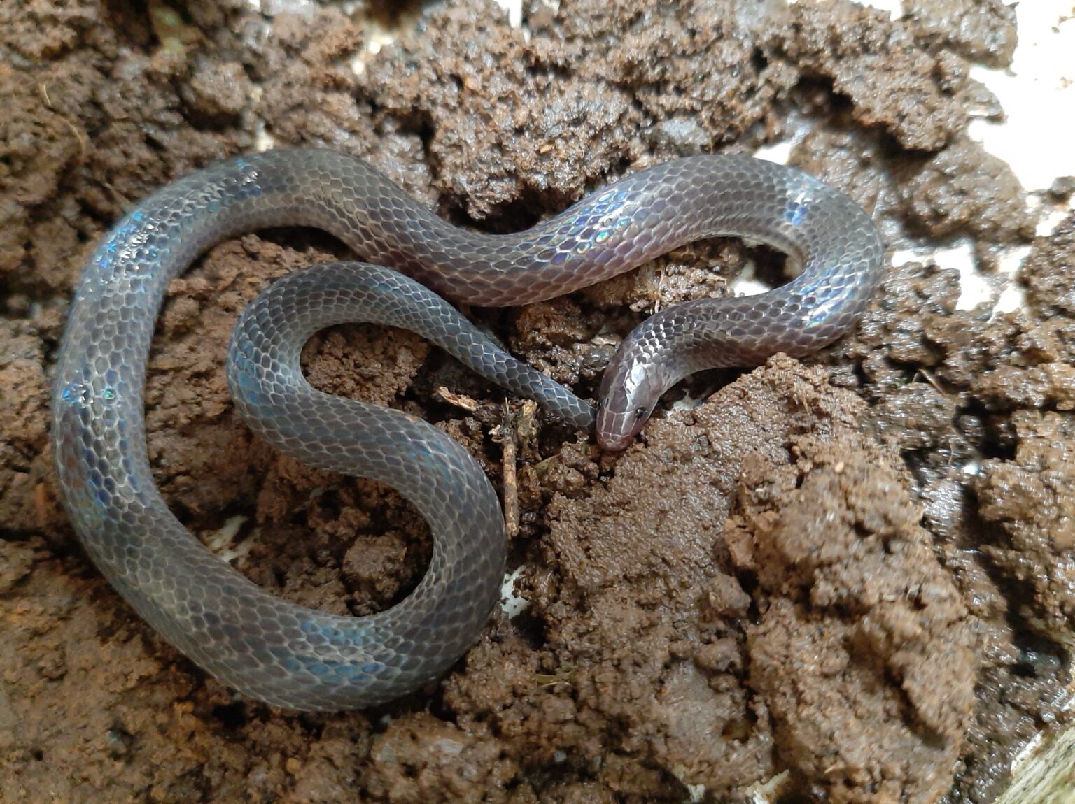 Culebra De Tierra Común - Serpientes De Costa Rica