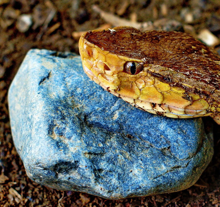 Serpiente Terciopelo Serpientes De Costa Rica